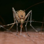 Een Muggenplaag; Wat Te Doen?