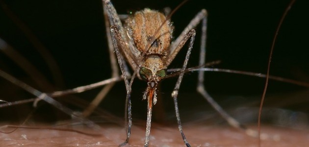 Muggenplaag