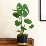 Five Amazing And Easy Home Plant life