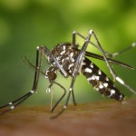 Muggen in huis? Tips tegen muggen