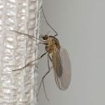 Muggen verdelgen